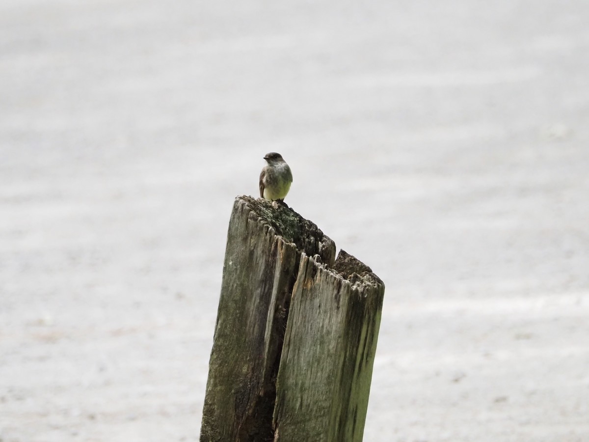 Eastern Phoebe - Bob Maddox