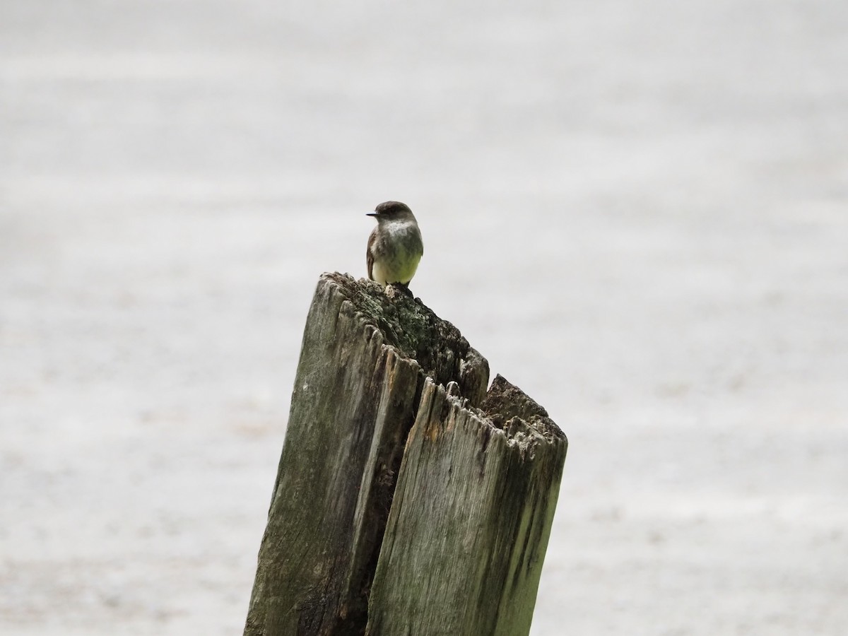Eastern Phoebe - ML461217301