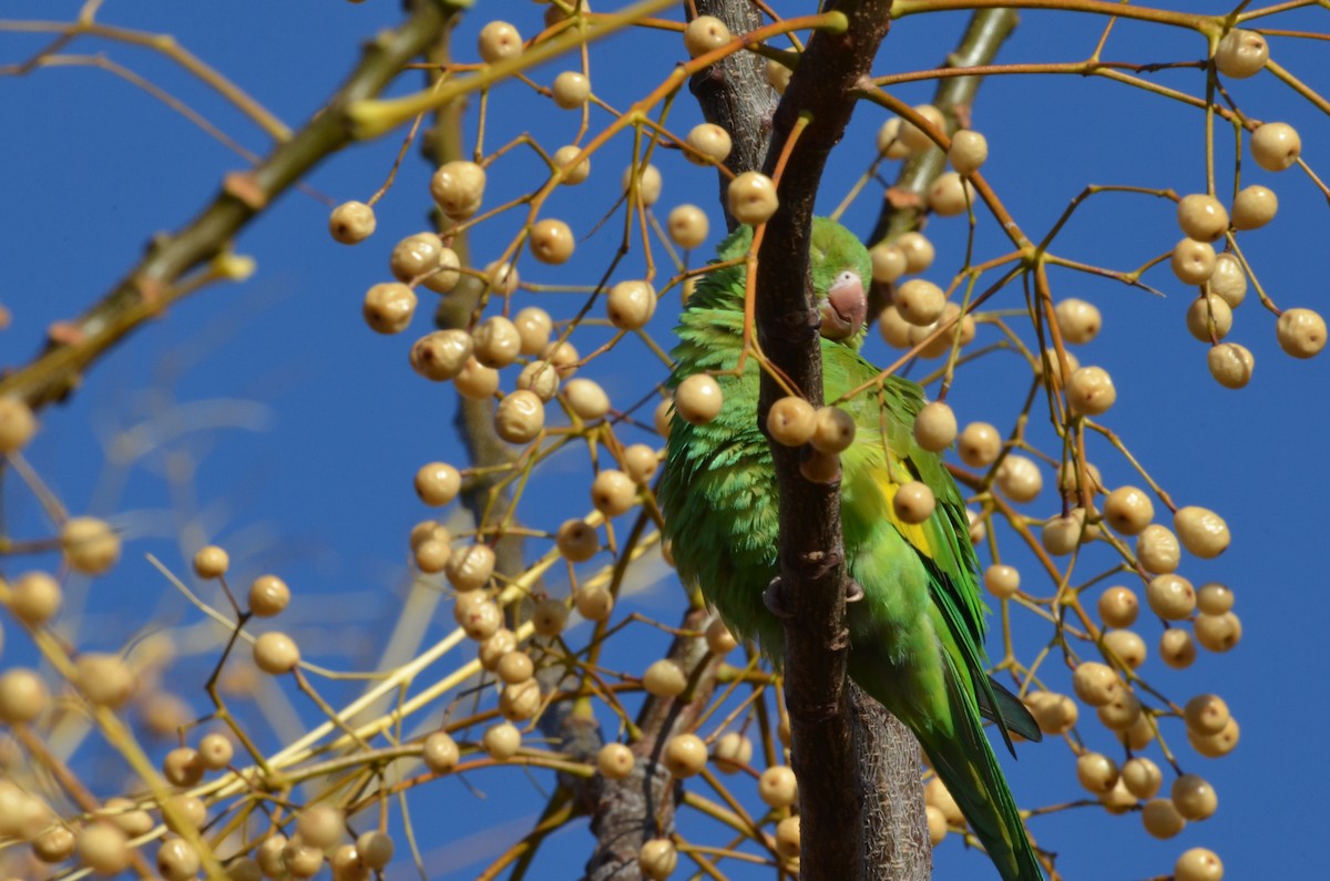 Yellow-chevroned Parakeet - Francisco Gambino