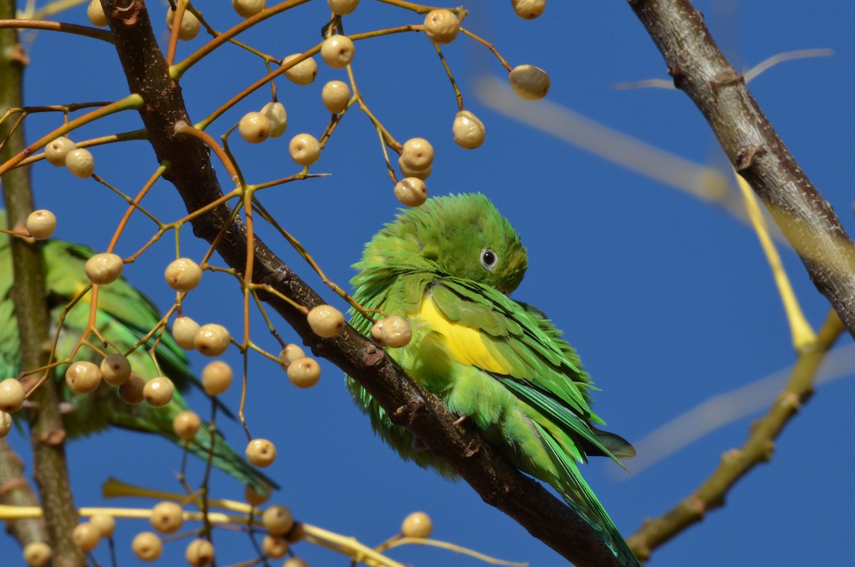 Yellow-chevroned Parakeet - Francisco Gambino