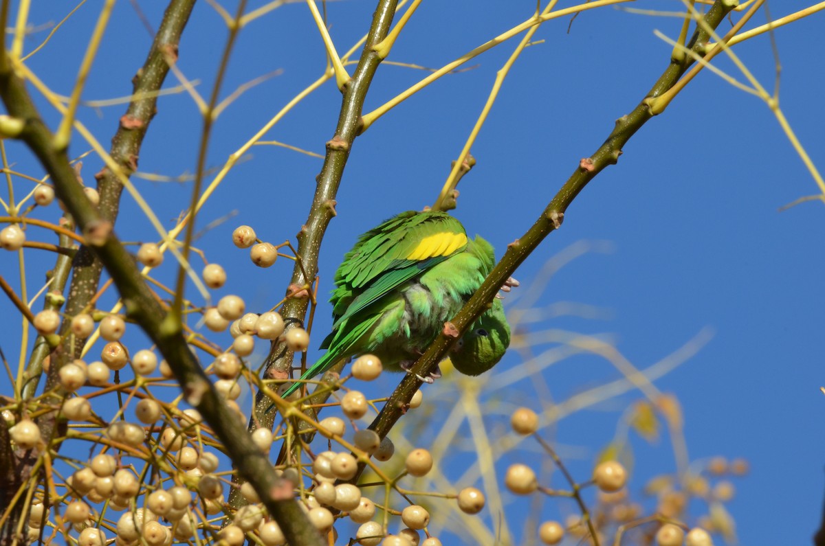 Yellow-chevroned Parakeet - ML461220011