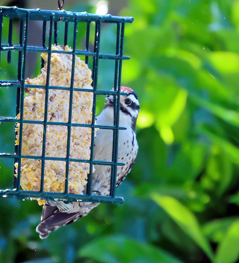 Nuttall's Woodpecker - Robbie Fischer