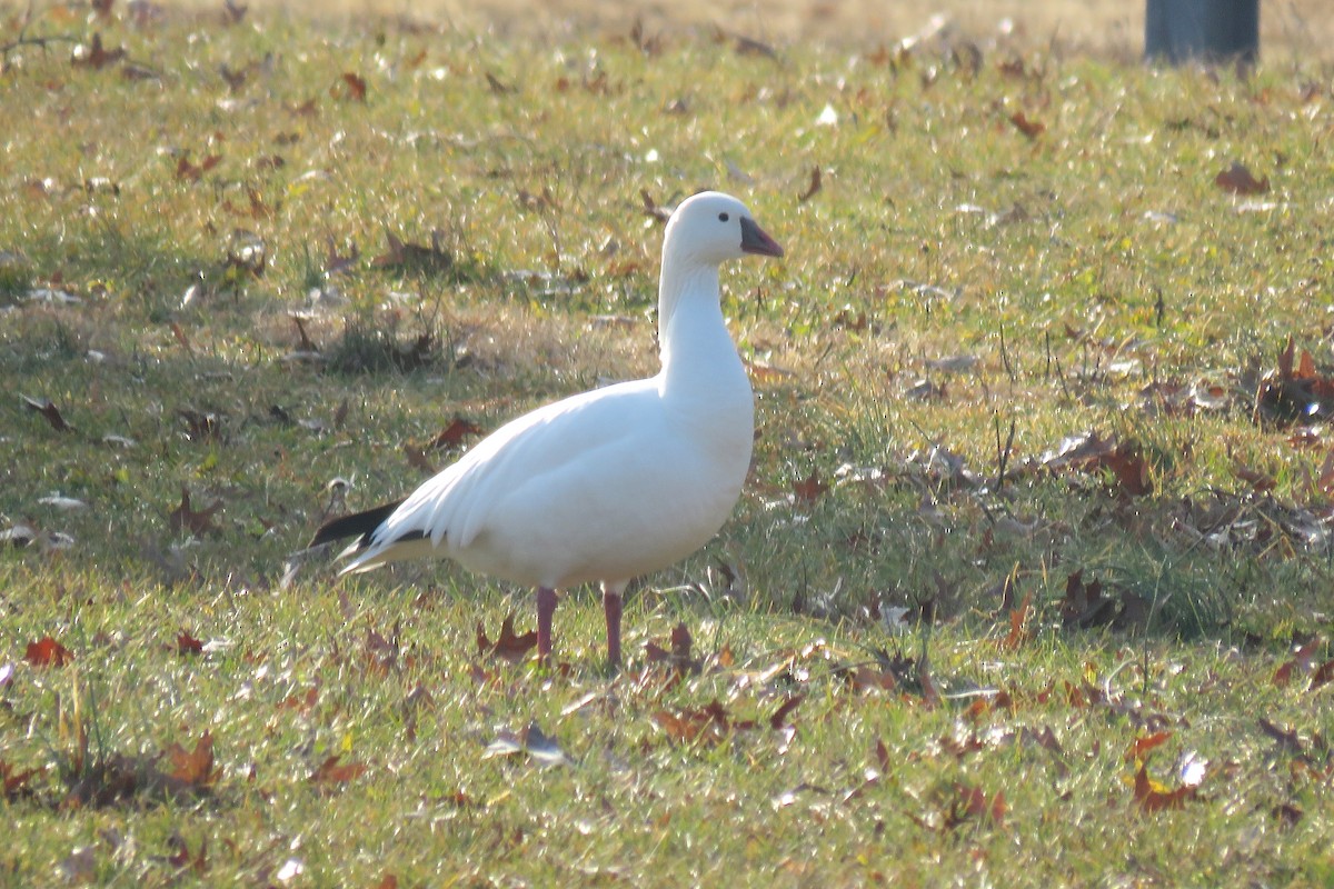 Ross's Goose - ML46122151