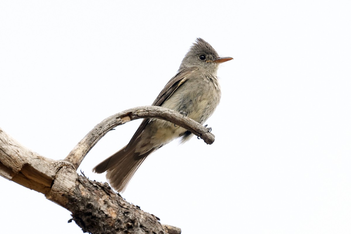 Greater Pewee - David McQuade