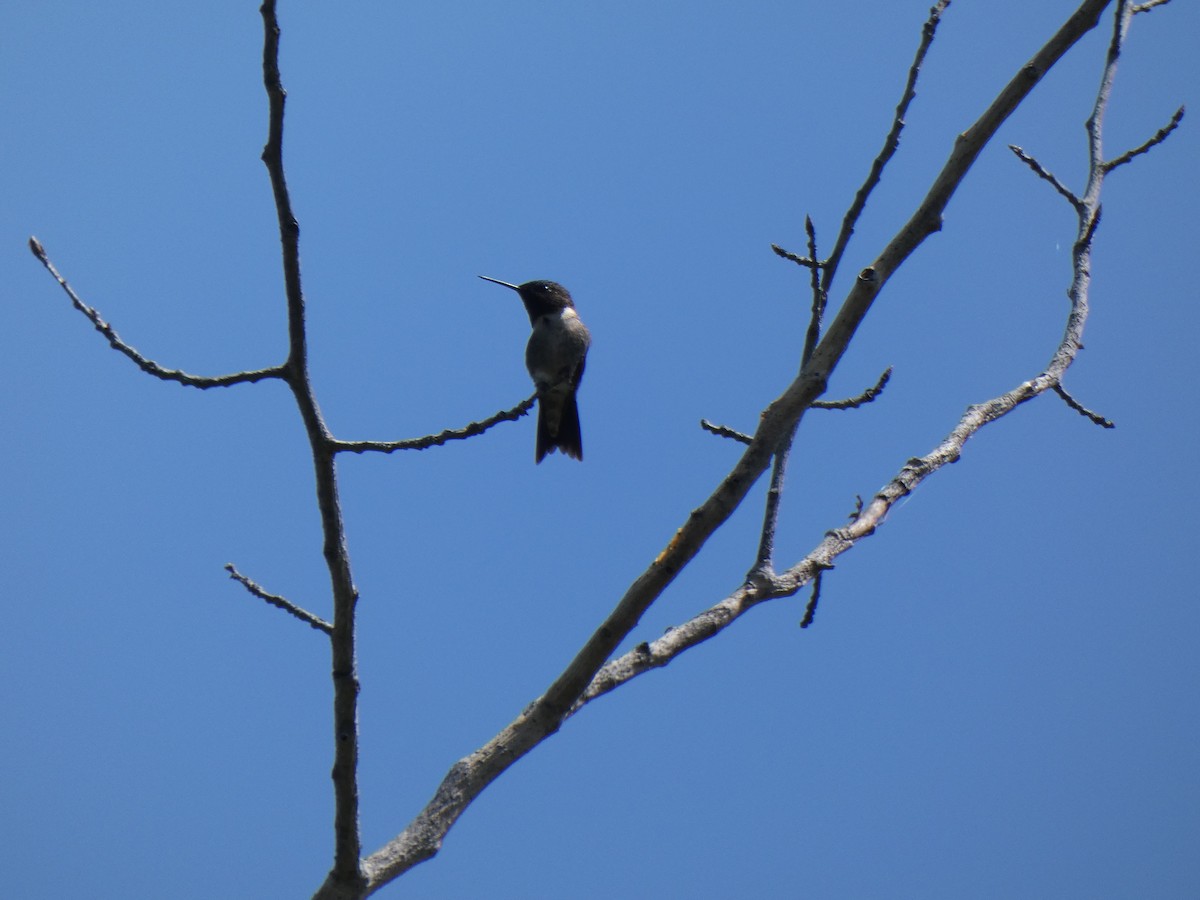 Ruby-throated Hummingbird - ML461224421