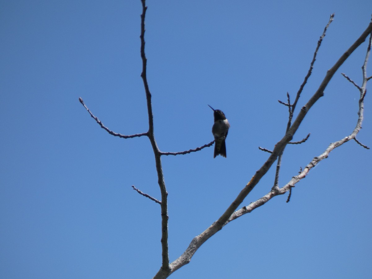 Ruby-throated Hummingbird - ML461224431