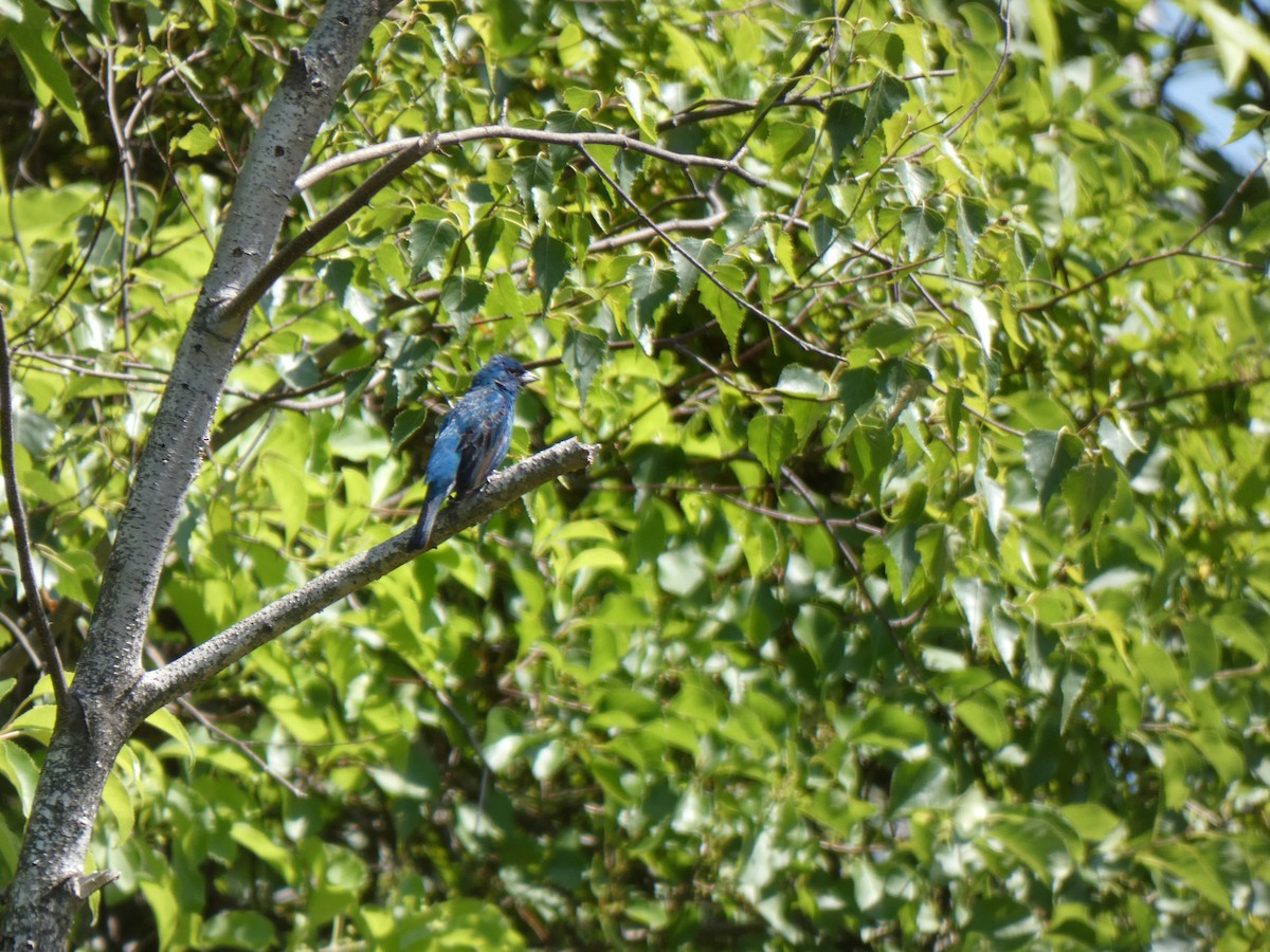 Indigo Bunting - ML461224611