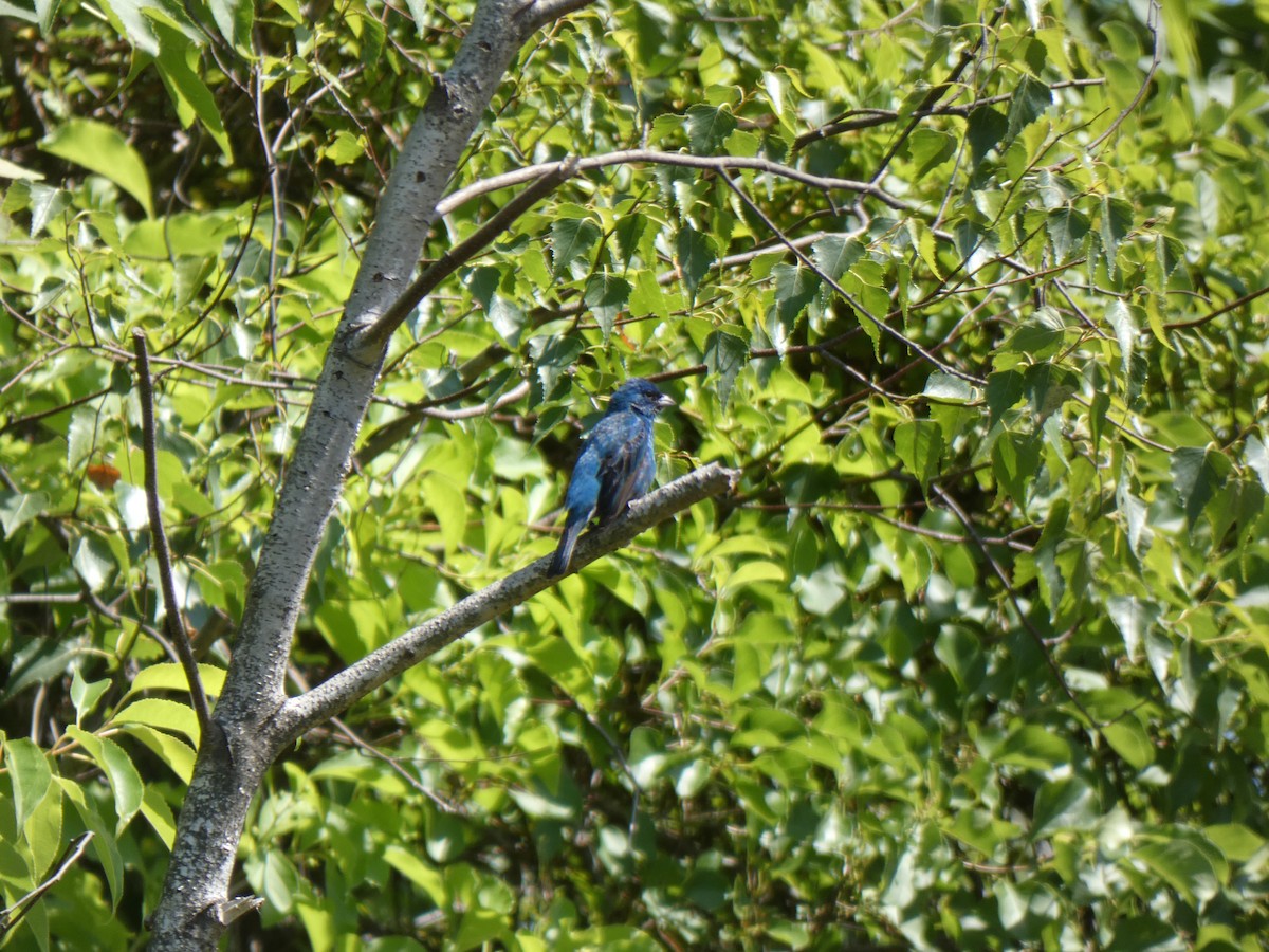 Indigo Bunting - ML461224621