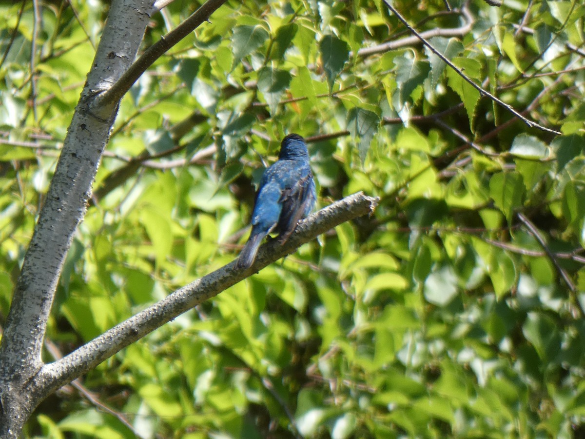 Indigo Bunting - ML461224631