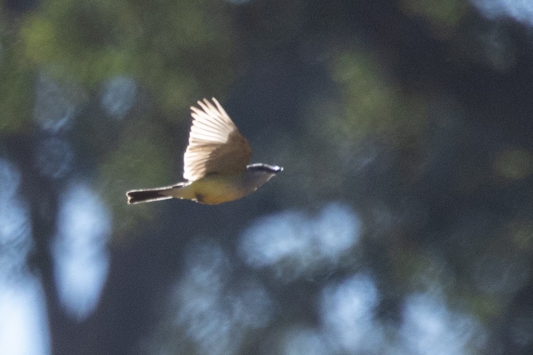 Western Kingbird - ML461225091