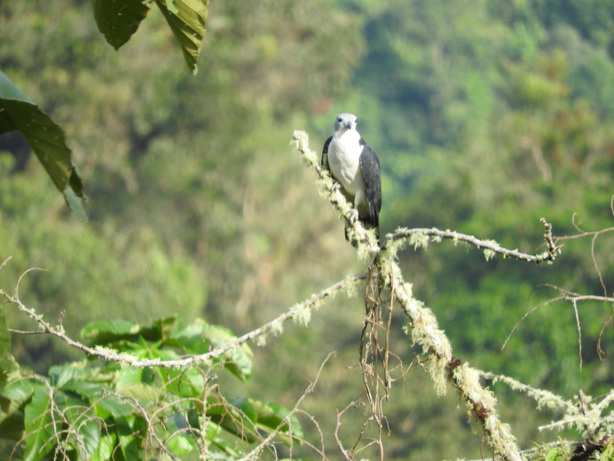 Gray-headed Kite - Aaron Hulsey