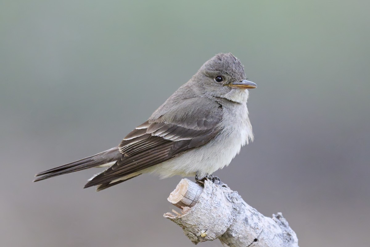 Western Wood-Pewee - ML461225551