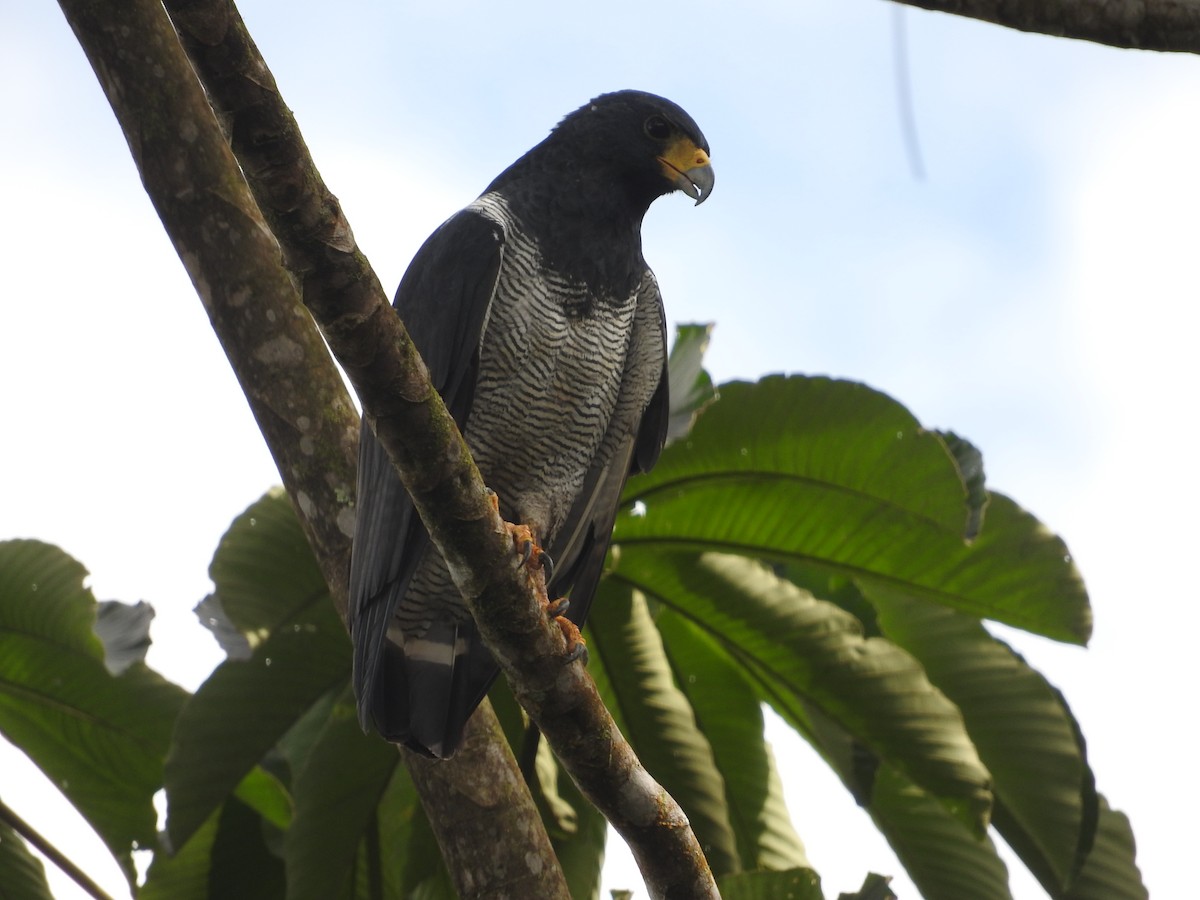 Barred Hawk - ML461226871