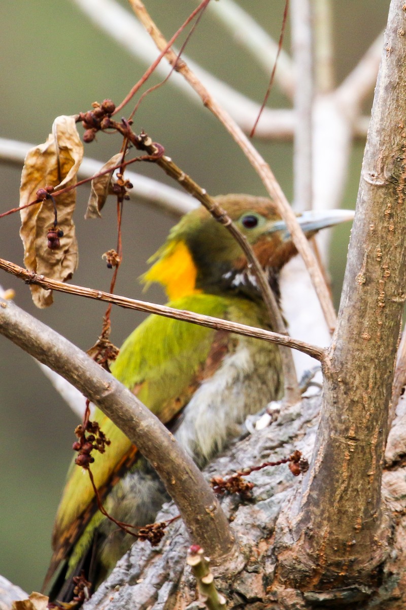 Greater Yellownape - Michael Weaver