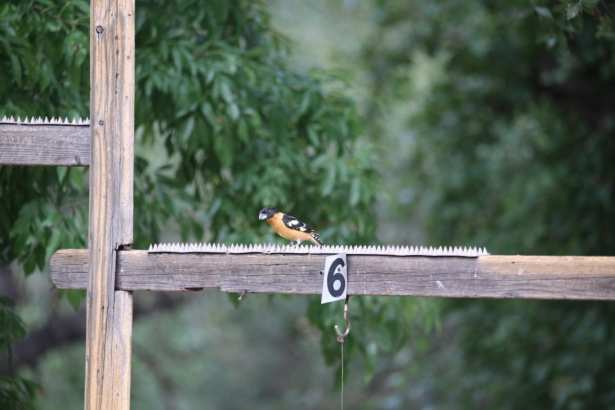 Black-headed Grosbeak - ML461229191