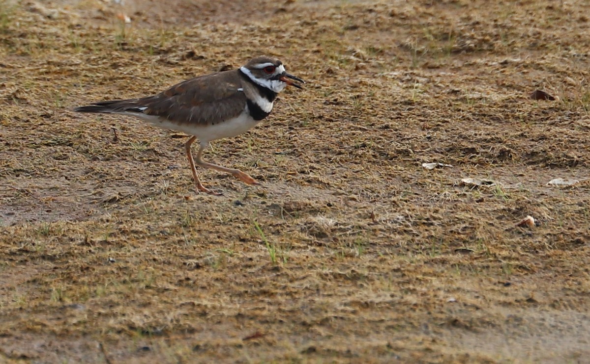 Killdeer - ML461229281