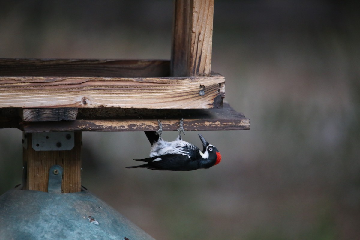 Acorn Woodpecker - ML461229291