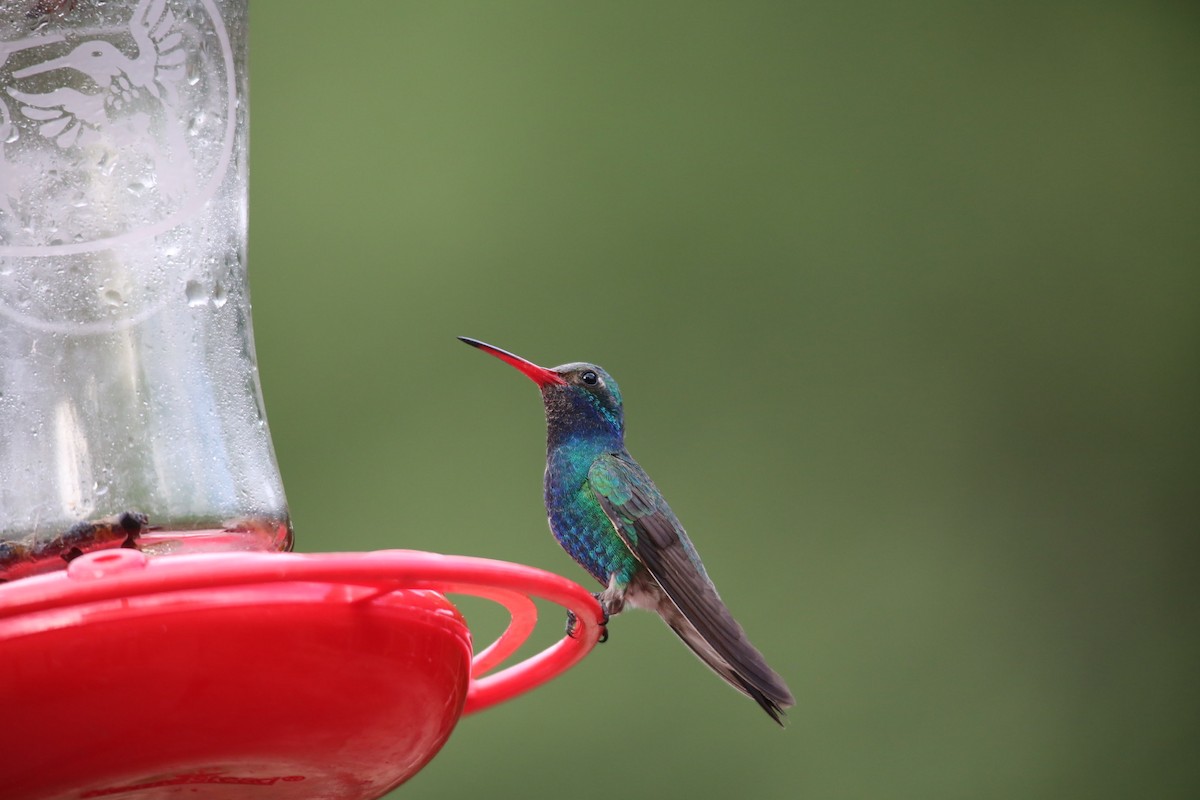 Broad-billed Hummingbird - ML461229631