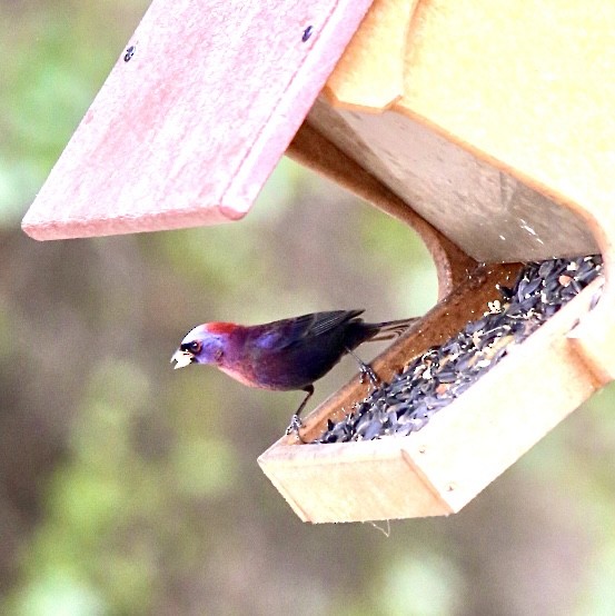 Varied Bunting - ML461229771