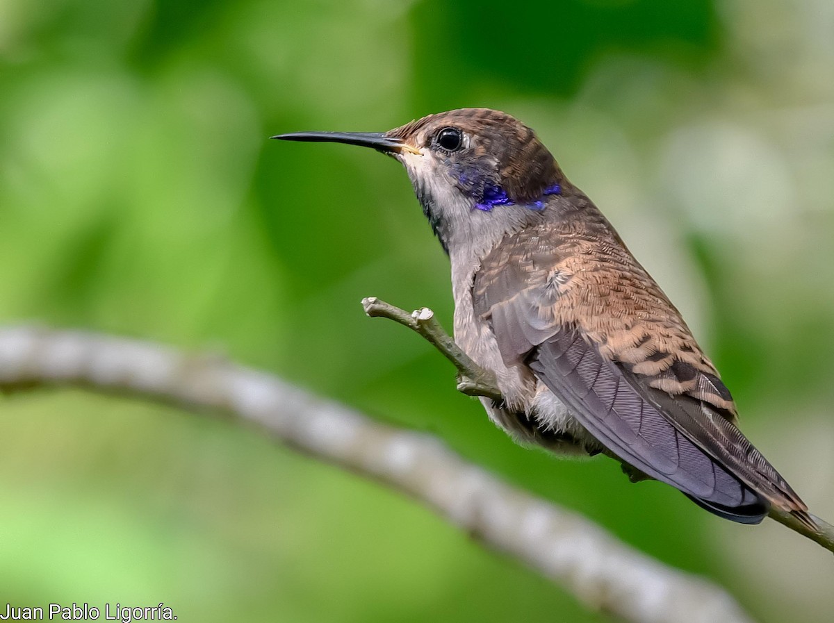 Brown Violetear - Juan Pablo Ligorria