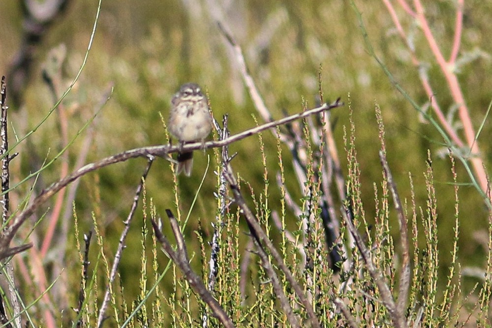 Bell's Sparrow - Luke Tiller