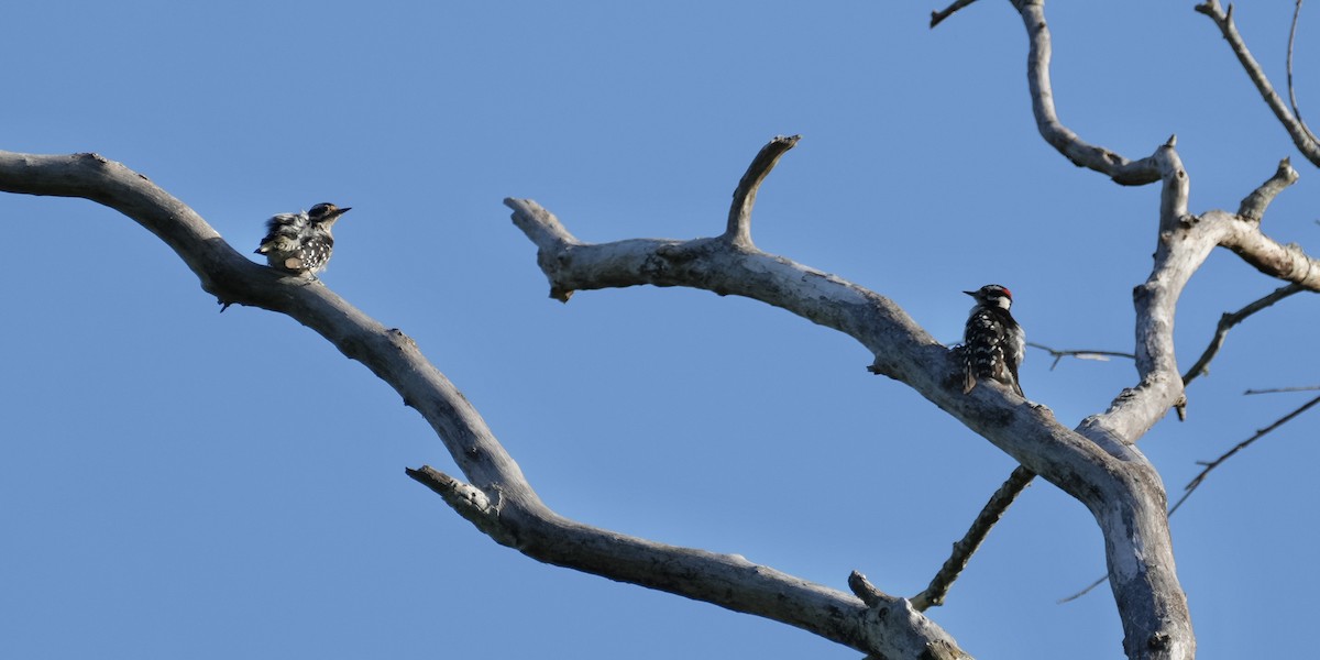 Downy Woodpecker - ML461231761