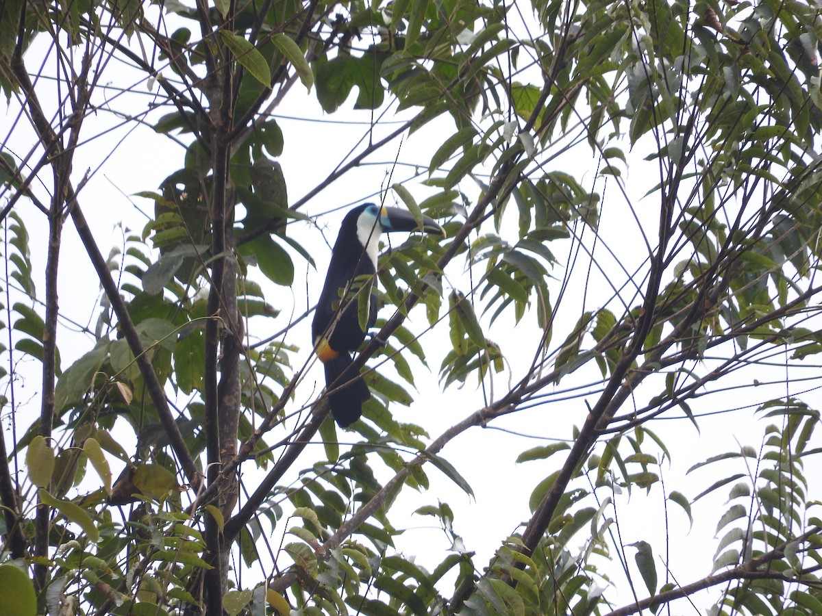 Channel-billed Toucan - ML461232361