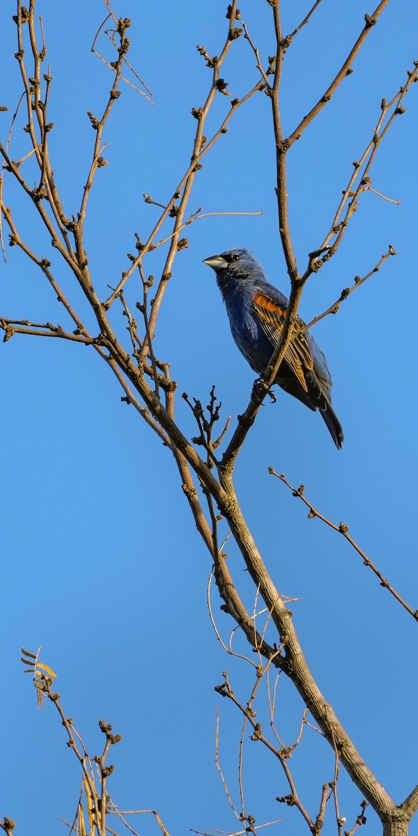 Blue Grosbeak - ML461232401