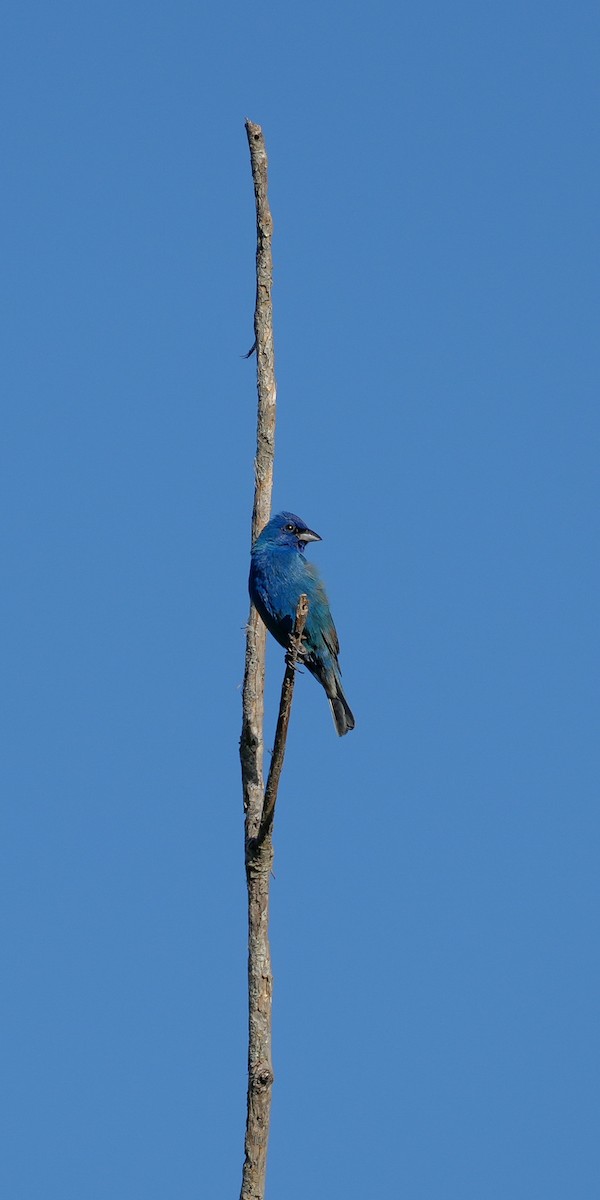 Indigo Bunting - Dustin Scott