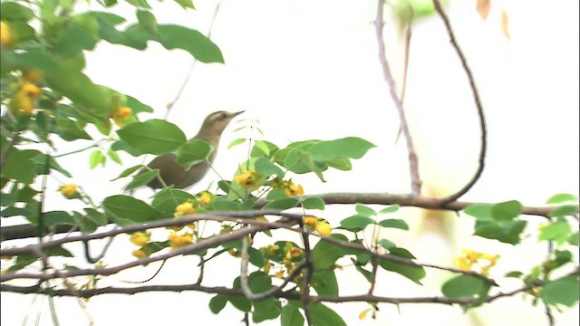 Vireo Bigotudo - ML461234