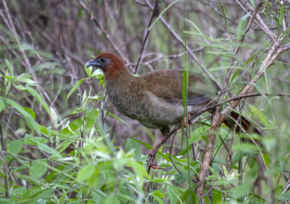 Variable Chachalaca - ML461235801