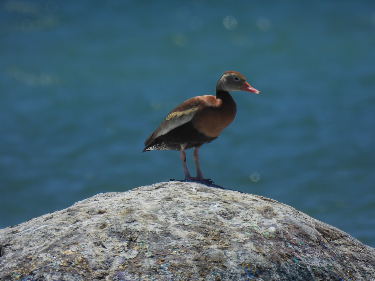 Black-bellied Whistling-Duck - Philip Downey