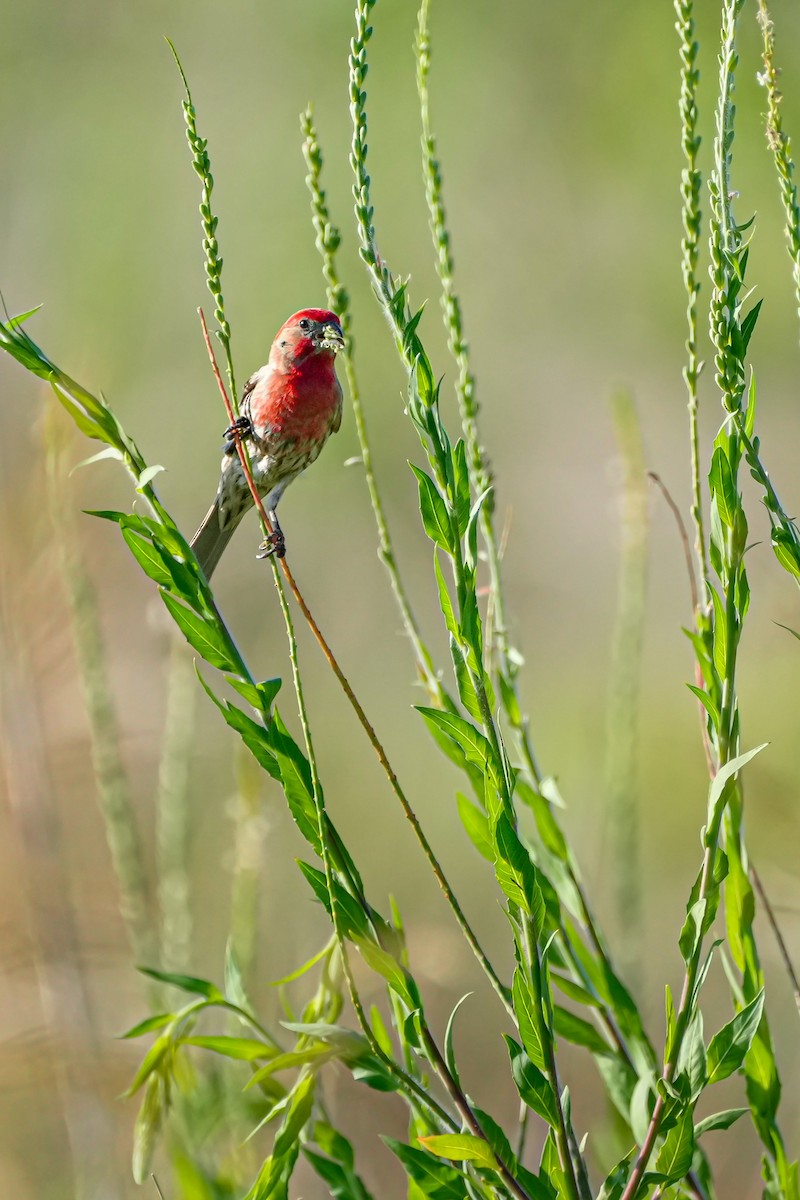 House Finch - ML461236181