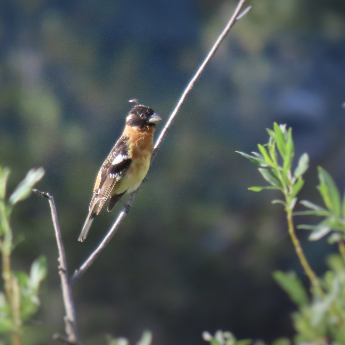 Black-headed Grosbeak - ML461236901