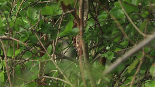 Cuban Gnatcatcher - ML461237