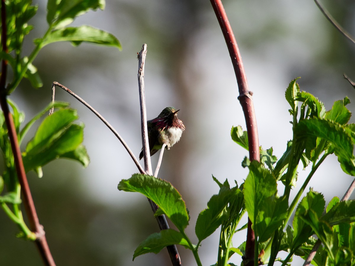 Calliope Hummingbird - ML461237201