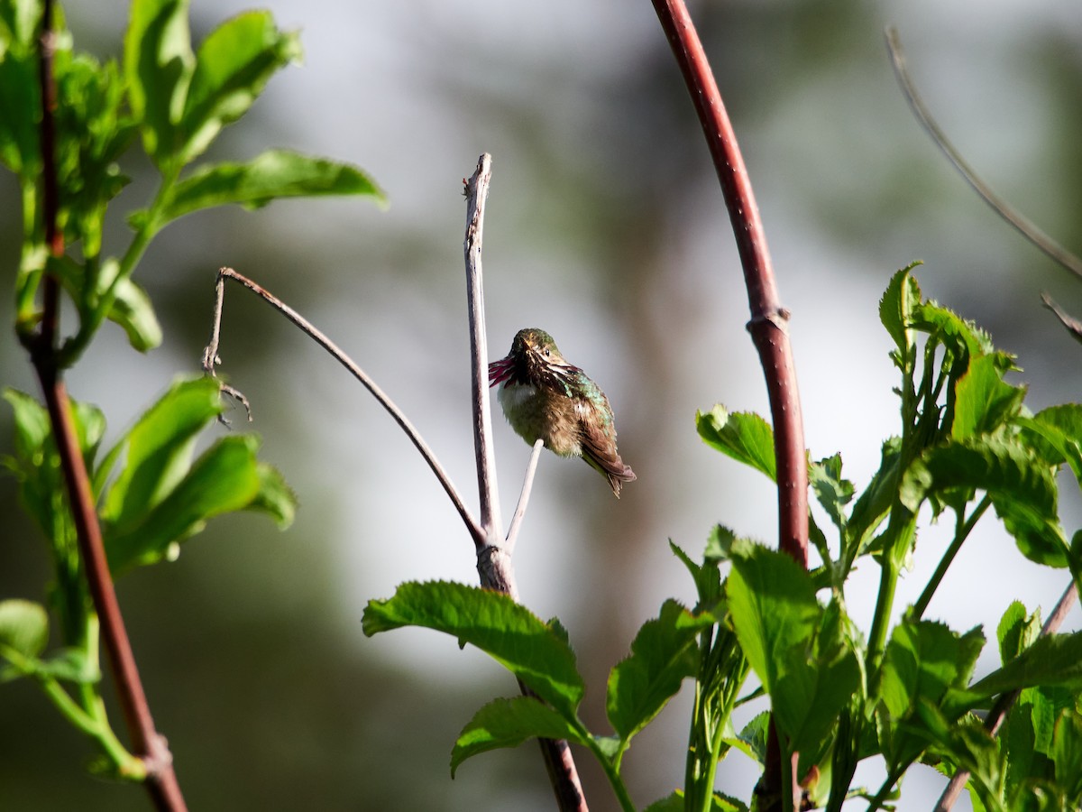 Calliope Hummingbird - ML461237281