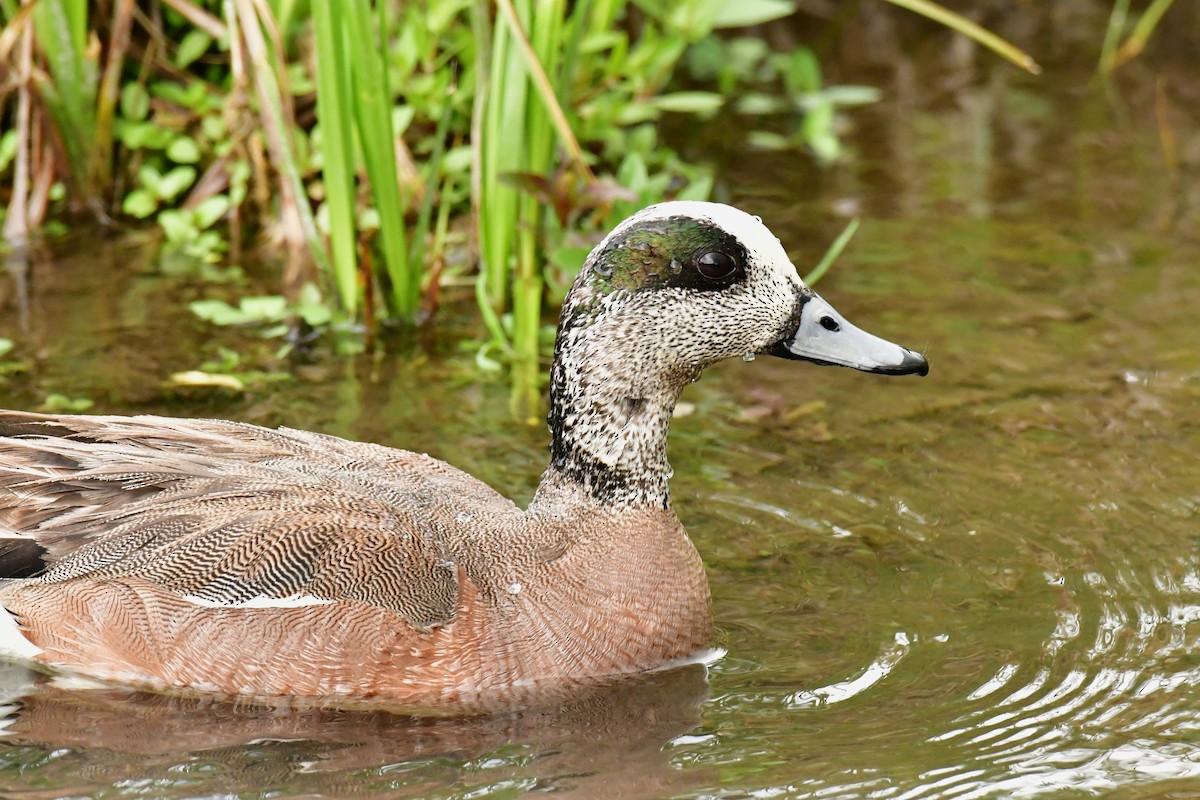 American Wigeon - ML461237591