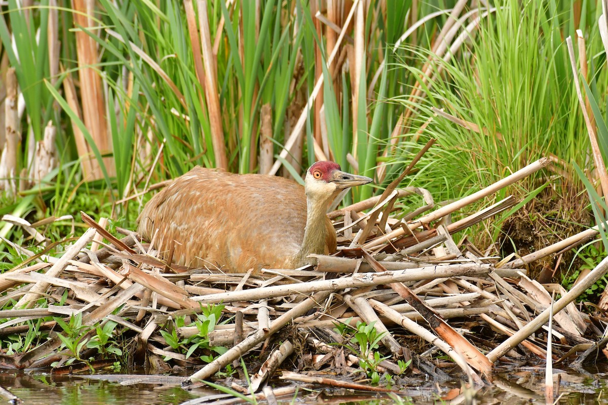 Sandhill Crane - Harold Ziolkowski