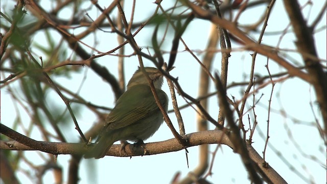 Vireo Bigotudo - ML461239