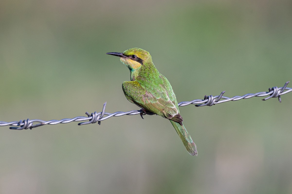 Asian Green Bee-eater - ML461239871