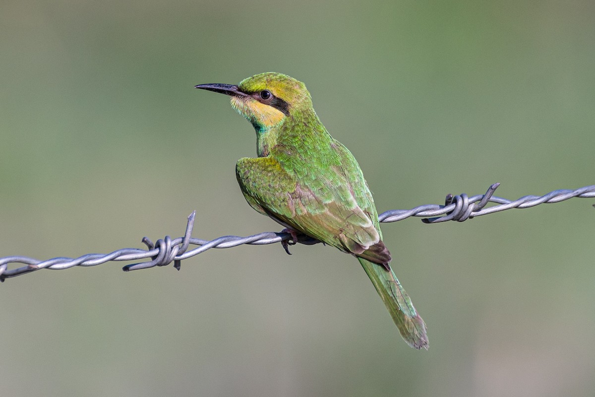 Asian Green Bee-eater - ML461239961