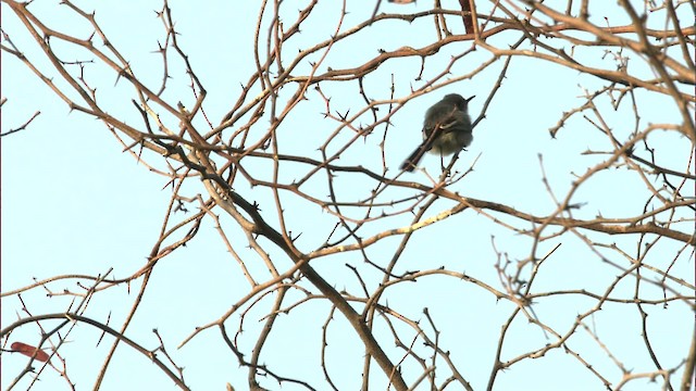 Cuban Gnatcatcher - ML461240