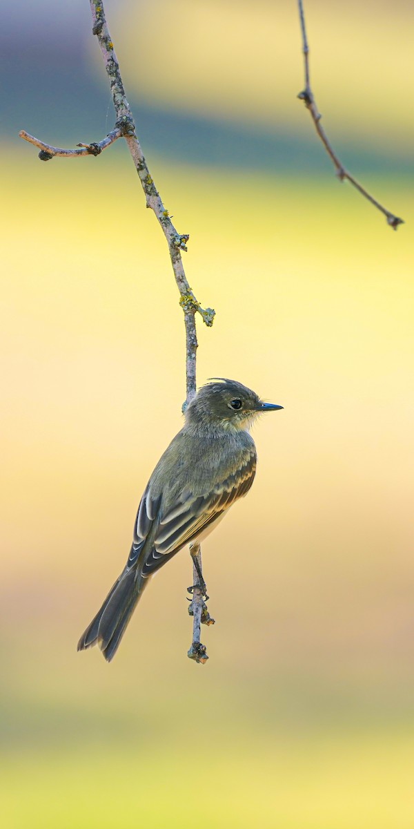 Eastern Phoebe - ML461240661