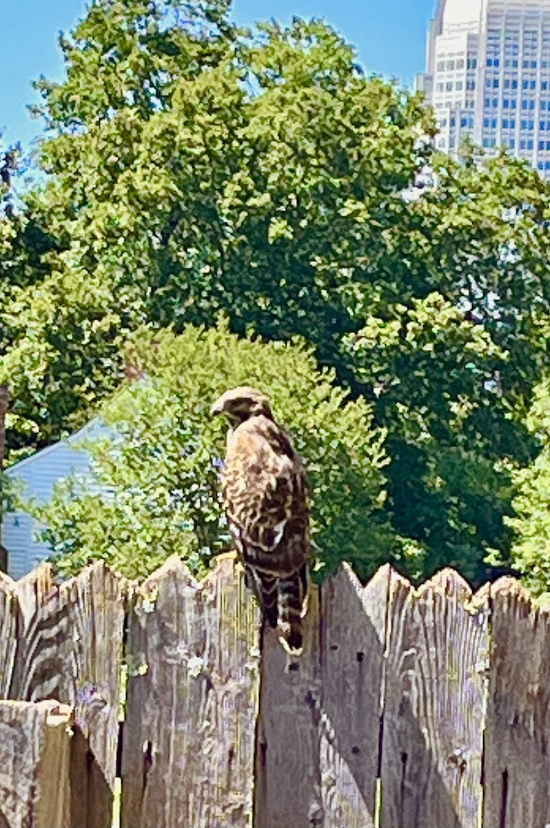 Red-shouldered Hawk - ML461241431