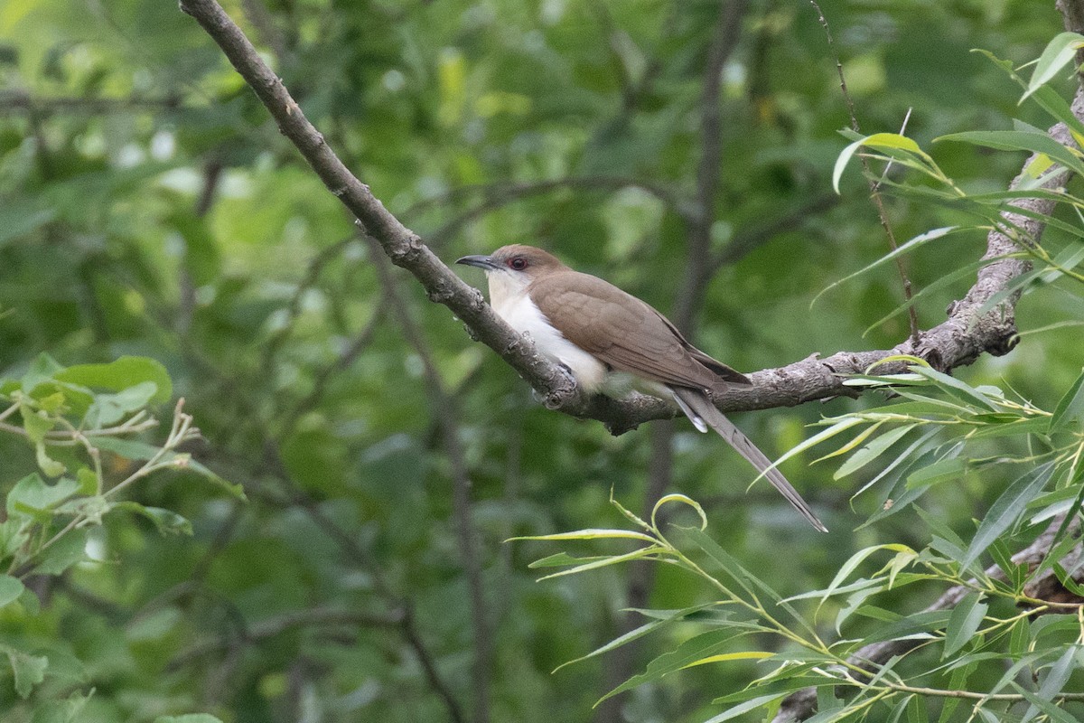 Black-billed Cuckoo - ML461242761