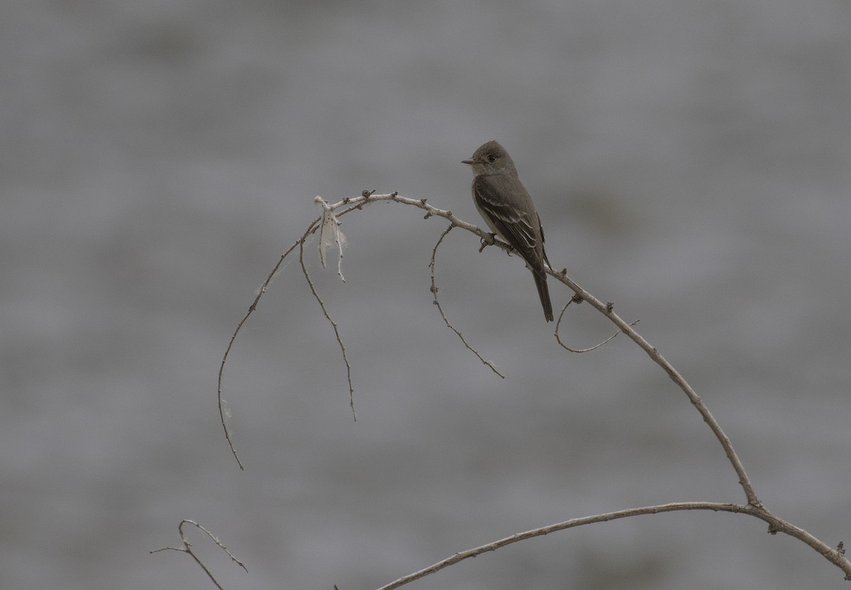 Eastern Phoebe - ML461242821