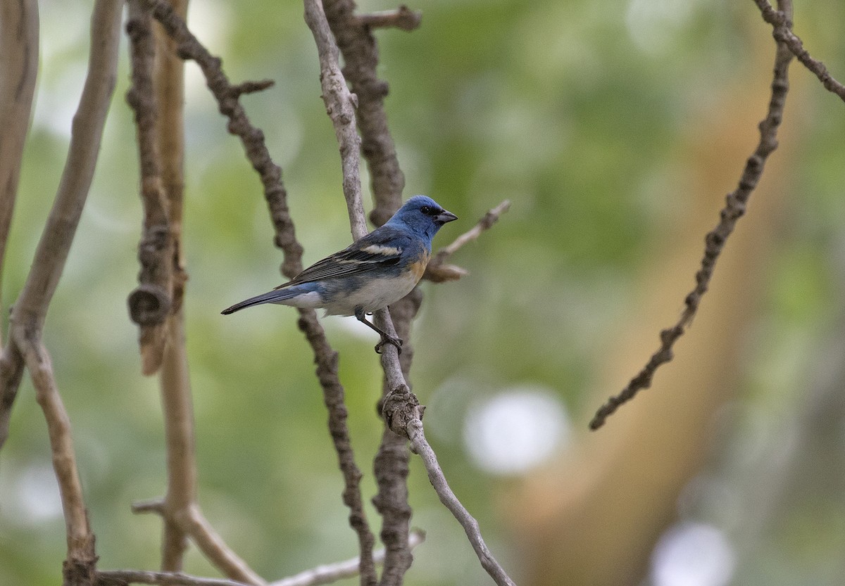 Lazuli Bunting - ML461243281