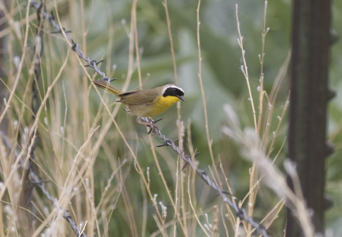 Common Yellowthroat - ML461243531