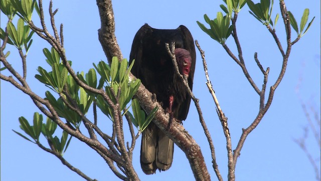 Turkey Vulture - ML461244
